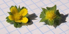 Potentilla indica