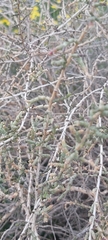 Haloxylon salicornicum
