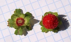 Potentilla indica