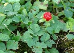 Potentilla indica