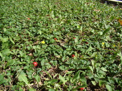 Potentilla indica