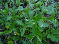 Memoremea scorpioides