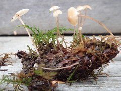 Strobilurus occidentalis