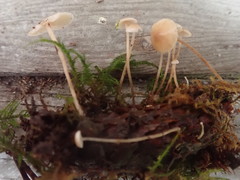 Strobilurus occidentalis