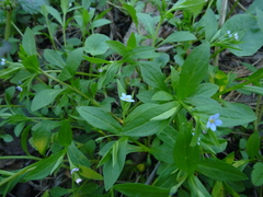 Memoremea scorpioides