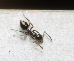 Prolasius