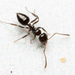 Prolasius - Photo (c) Nigel Main, some rights reserved (CC BY), uploaded by Nigel Main