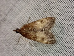 Eudonia asterisca