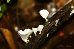 Favolus spatulatus