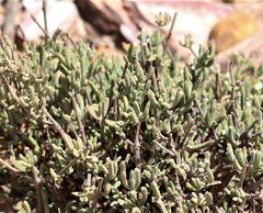 Mesembryanthemoideae