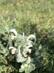 Salvia dominica