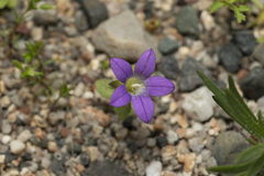 Campanula rhodensis