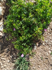 Geranium asphodeloides tauricum