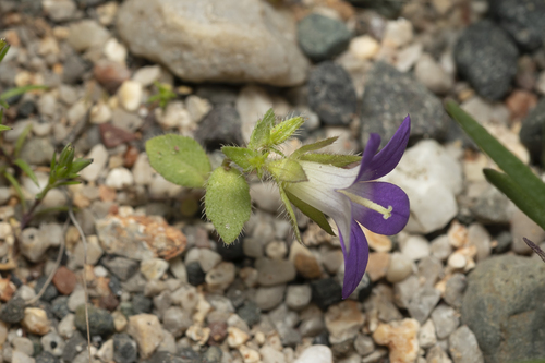 Image of Campanula rhodensis by (c) Eleftherios Katsillis, some rights reserved (CC BY)