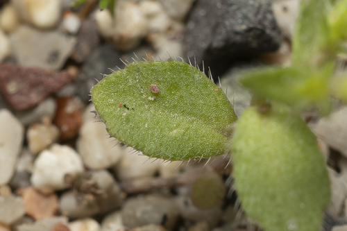 Image of Campanula rhodensis by (c) Eleftherios Katsillis, some rights reserved (CC BY)