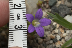 Campanula rhodensis