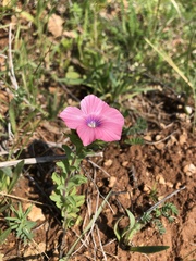 Linum pubescens
