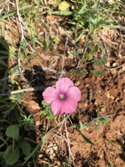 Linum pubescens