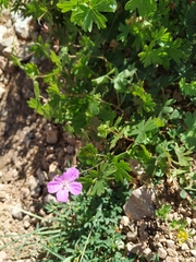 Geranium asphodeloides tauricum