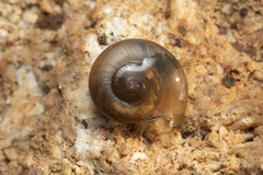 Eopolita protensa