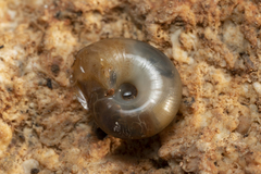 Eopolita protensa