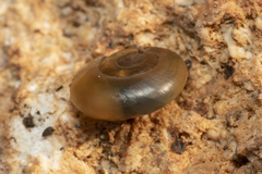 Eopolita protensa