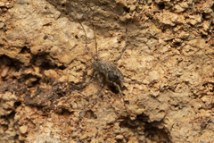 Metaplatybunus rhodiensis