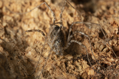 Metaplatybunus rhodiensis