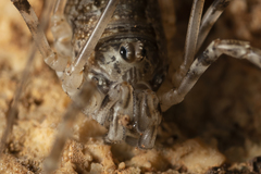 Metaplatybunus rhodiensis