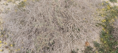 Haloxylon salicornicum