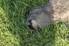 Meles canescens arcalus