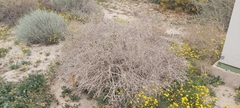 Haloxylon salicornicum