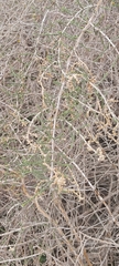 Haloxylon salicornicum