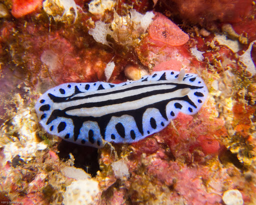 Blue Sphinx Phyllidiopsis