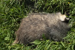 Meles canescens arcalus