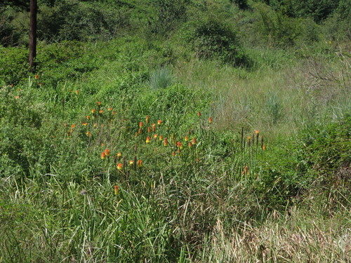 Kniphofia tysonii, photograph 3