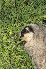 Meles canescens arcalus