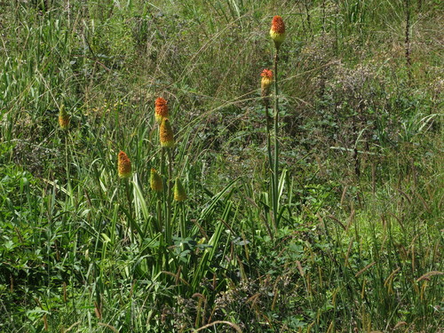 Kniphofia tysonii, photograph 4