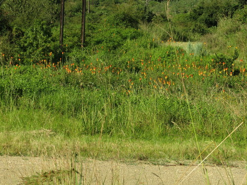 Kniphofia tysonii, photograph 5