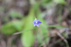 Wahlenbergia violacea