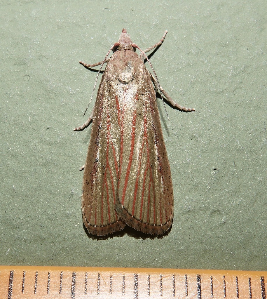 Coconut Spike Moth