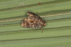 Parangitia temperata