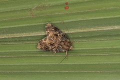 Parangitia temperata