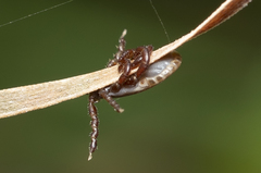 Haemaphysalis parva