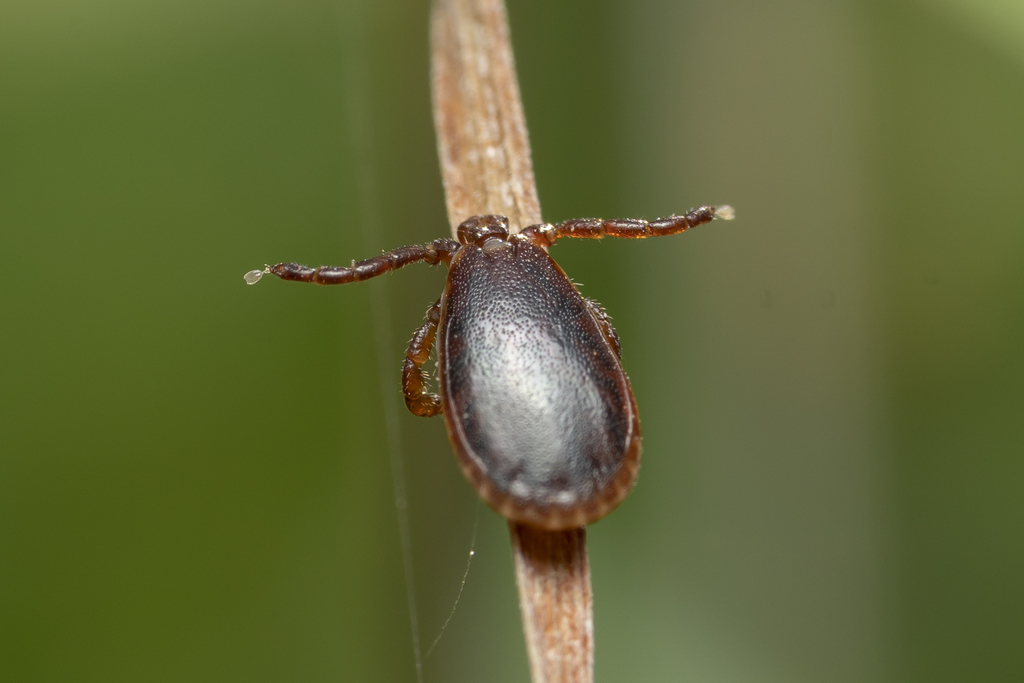 Haemaphysalis parva