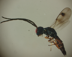 Trigonoderus filatus