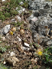 Anthyllis vulneraria boissieri