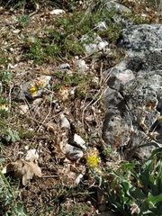 Anthyllis vulneraria boissieri