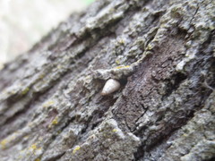Cochlicella