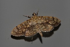 Haritalodes obliqualis